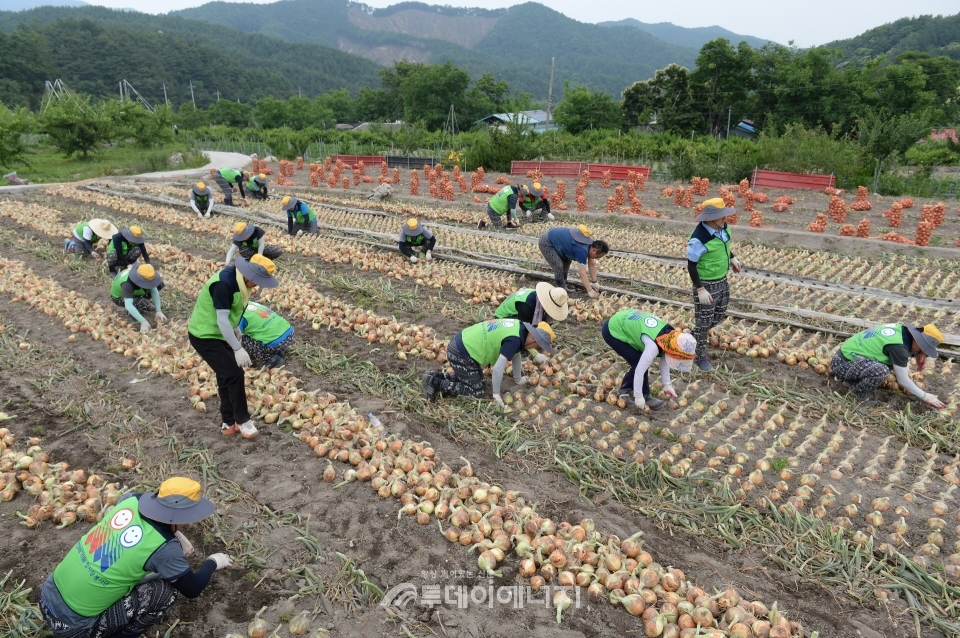 한국전력기술 노사 봉사단원들이 양파를 수확하고 있다.