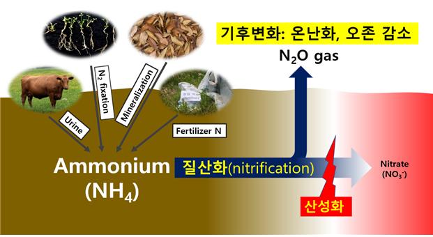 토양산성화에 따른 질산화 및 N2O가스 발생 영향.