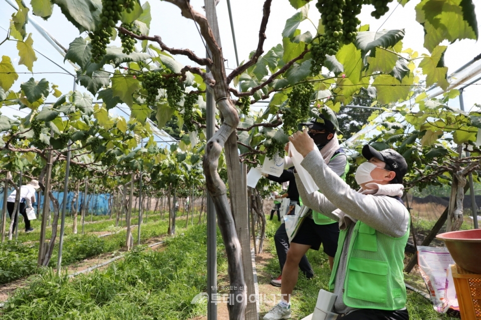 한국원자력연구원 자원봉사단원들이 지역농가 일손을 돕고 있다.