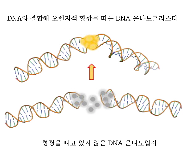 2개의 머리핀 구조의 DNA가 마주 보는 결합 구조를 형성할 때 은나노클러스터센서가 오렌지색 형광을 띠고 있다.