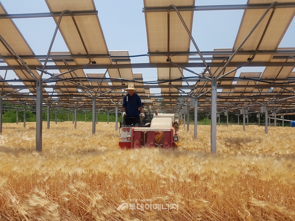 영농형 태양광이 설치된 농지에서 농민이 트랙터를 운전하고 있다.