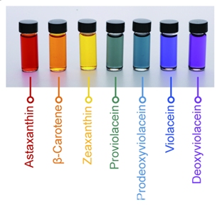 미생물을 통해 생산한 7가지 무지개 색소.