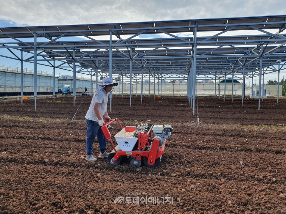 제주서부농업기술센터 영농형 태양광발전단지에서 마늘파종이 진행되고 있다.