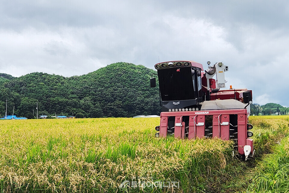 한여름 이른 벼 수확이 진행되고 있는 황금들녂./충청남도 농업기술원 제공.