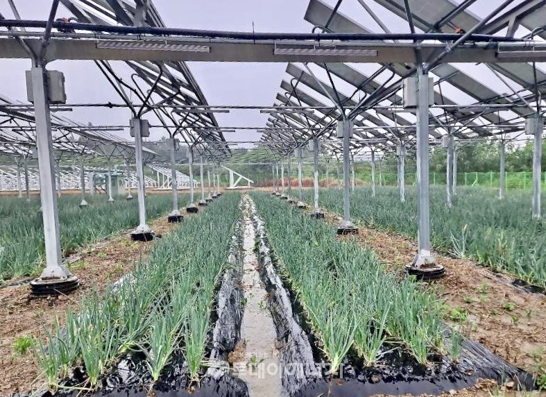 한국동서발전이 MW급 영농형 태양광발전 실증단지에서 생산하고 있는 농작물./한국동서발전 제공