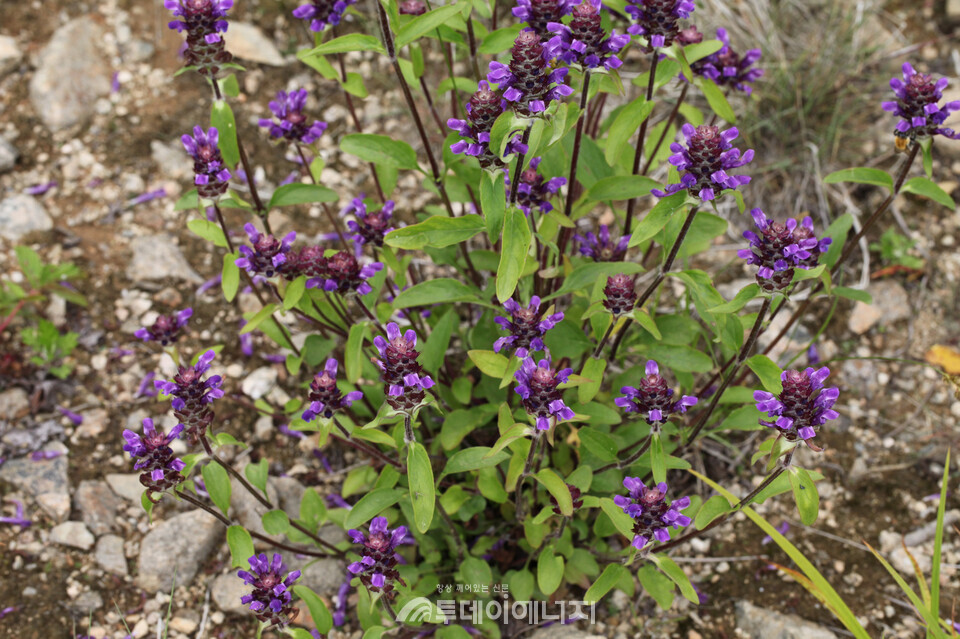 꿀풀의 자생 모습 / 국립생물자원관  제공