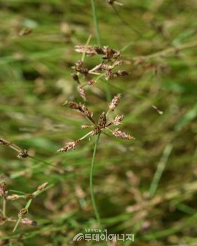 담수식물 하늘지기. / 환경부 제공