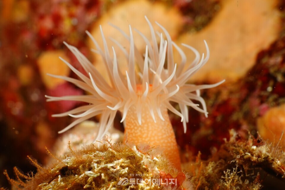 제주도에서 자생하는 별란말미잘(Halcurias carlgreni). / 국립호남생물자원관 제공