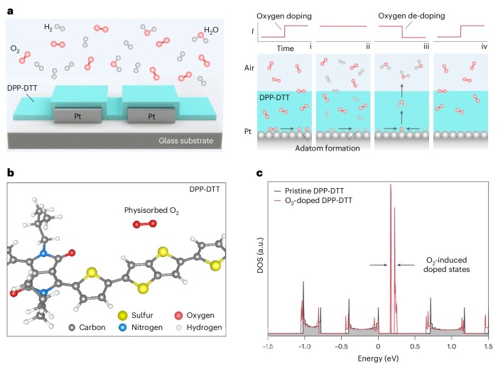 유기 수소 센서 작동 원리/네이처 제공