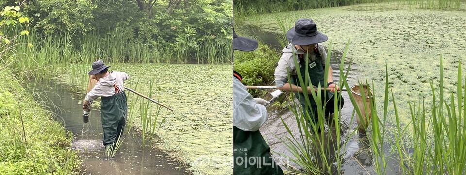 민통선 내 핸드네트(hand net)를 이용한 채집 장면. / 국립생물자원관 제공