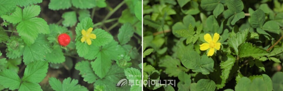 우리나라 전역의 산과 들에서 자생하는 산뱀딸기(Duchesnea chrysantha)는 길게 뻗어 자라며 4~5월에 꽃을 피우고 6월에 열매를 맺는다. / 환경부 제공