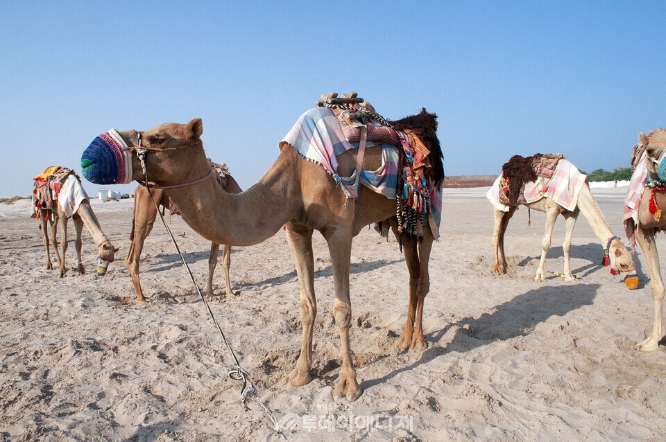 한국은 이미 카타르와 장기 계약을 통해 안정적인 LNG 수급 기반을 구축하고 있으며, 중동 의존도는 여전히 높다./  픽사베이