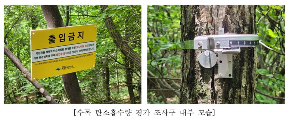 국립공원 수목 탄소흡수량 평가 조사구 내부 모습. / 국립공원공단 제공