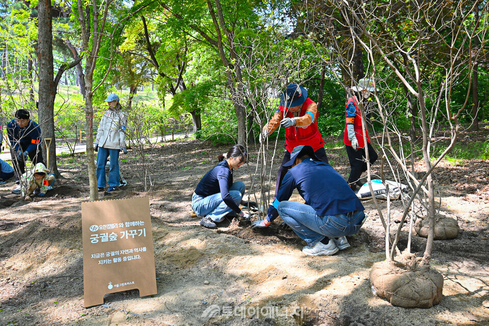 25일 창경궁 내 ‘유한킴벌리 궁궐숲’에서 유한킴벌리 임직원과 가족들이 함께 봄맞이 나무심기 활동을 진행하고 있다. / 서울그린트러스트 제공