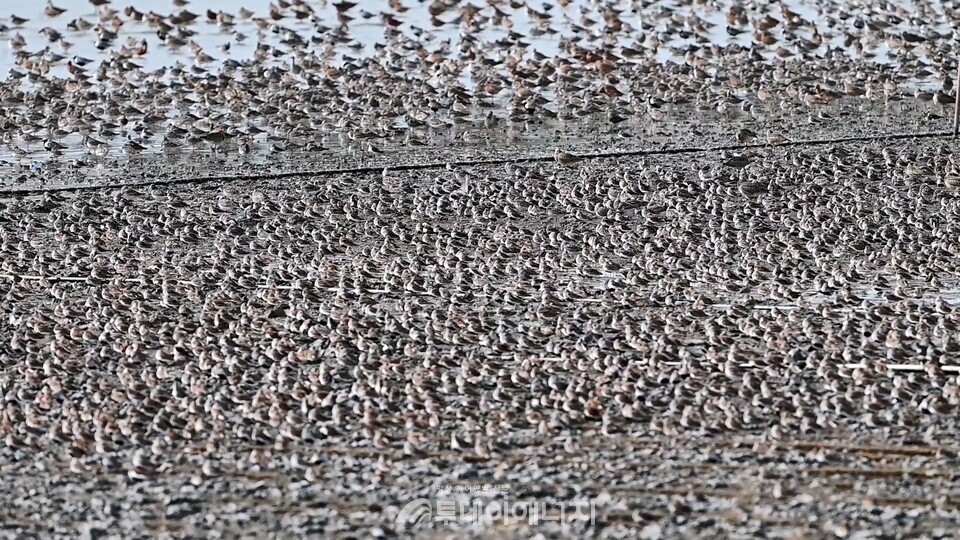 해양환경공단은 지난 10일 고온항쉼터 회의실에서 ‘기아 블루카본 협력사업 바닷새 모니터링 용역 중간보고회’를 개최했다고 밝혔다./ 해양환경공단 제공