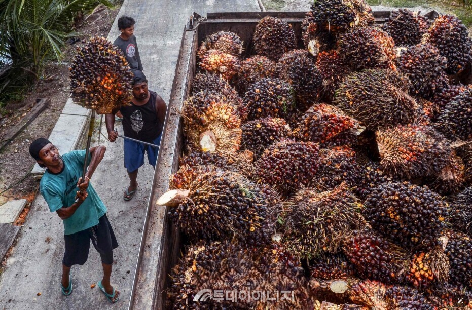 인도네시아 농장에서 근로자들이 팜유 원료인 야자 열매를 트럭에 싣고 있다./출처 한국무역협회