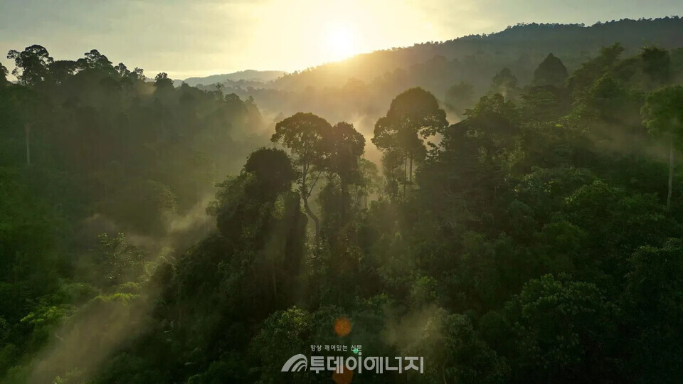 아마존 열대우림의 대기 환경 모습./영국 버밍엄대 제공