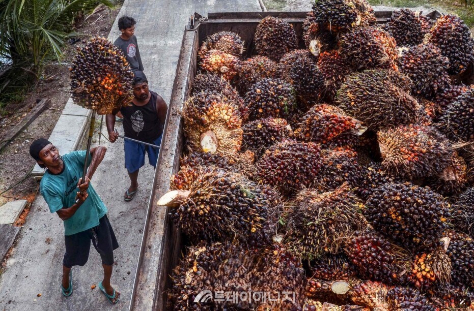 인도네시아 농장에서 근로자들이 팜유 원료인 야자 열매를 트럭에 싣고 있다./출처 한국무역협회